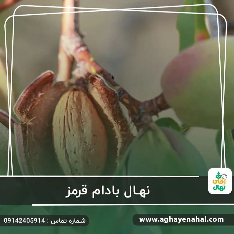 نهال بادام قرمز