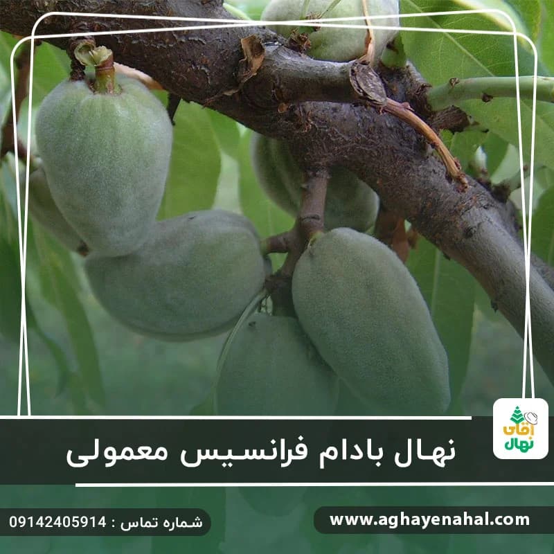 نهال بادام فرانسیس معمولی