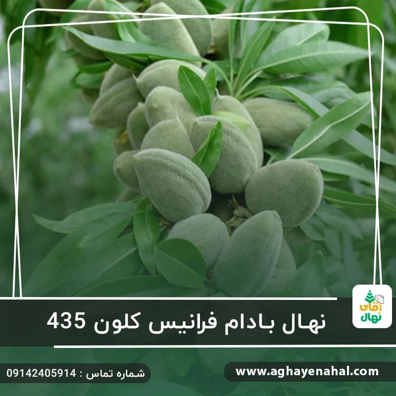 نهال بادام فرانیس کلون 435 — تصویر ۲