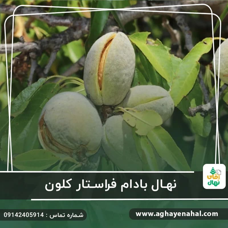 نهال بادام فراستار کلون