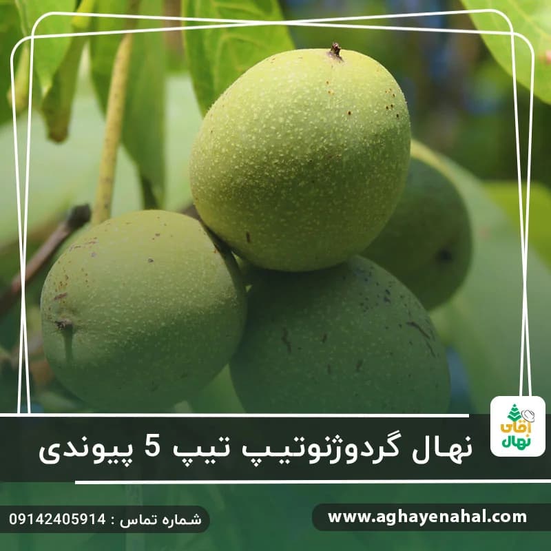 نهال گردو ژنوتیپ تیپ 5 پیوندی