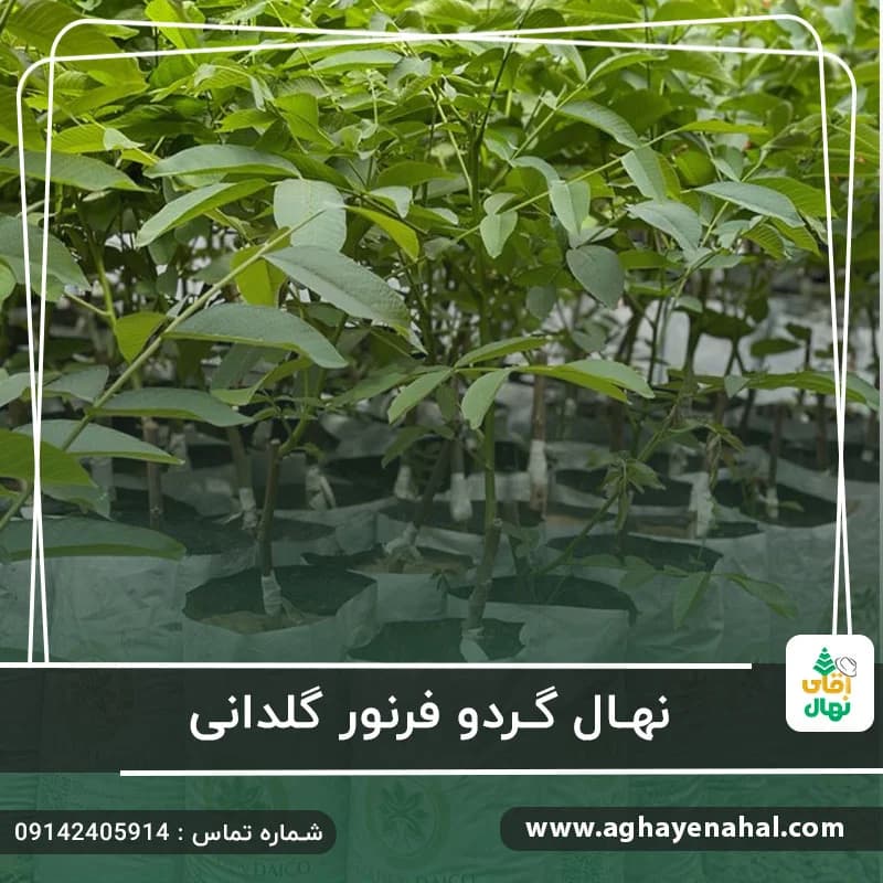 نهال گردو فرنور گلدانی — تصویر ۲