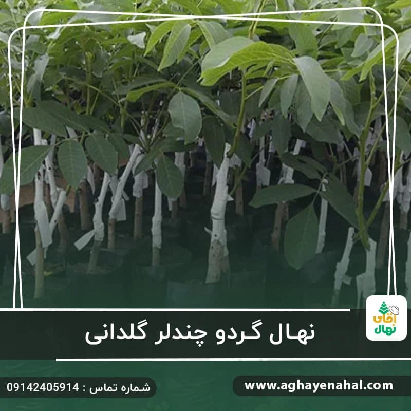 نهال گردو چندلر گلدانی