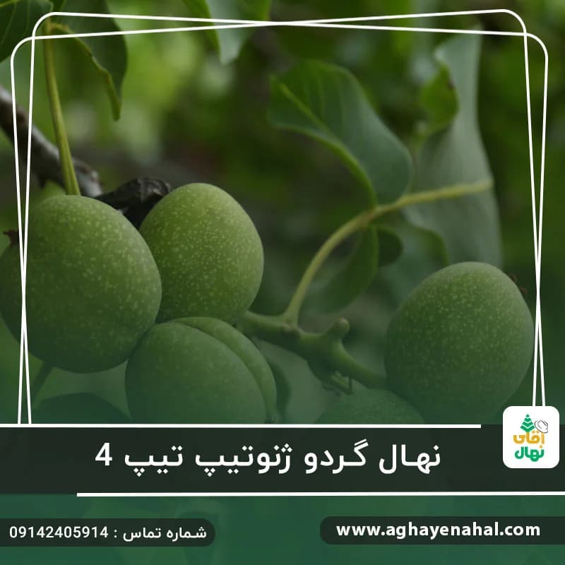 نهال گردو ژنوتیپ تیپ 4 — تصویر ۲