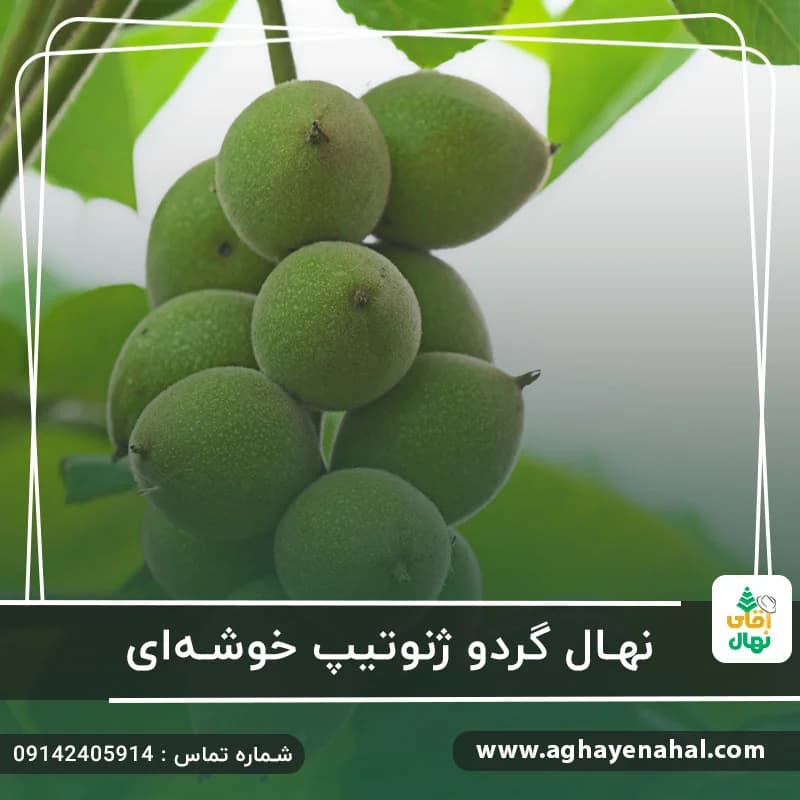 نهال گردو ژنوتیپ خوشه ای — تصویر ۳