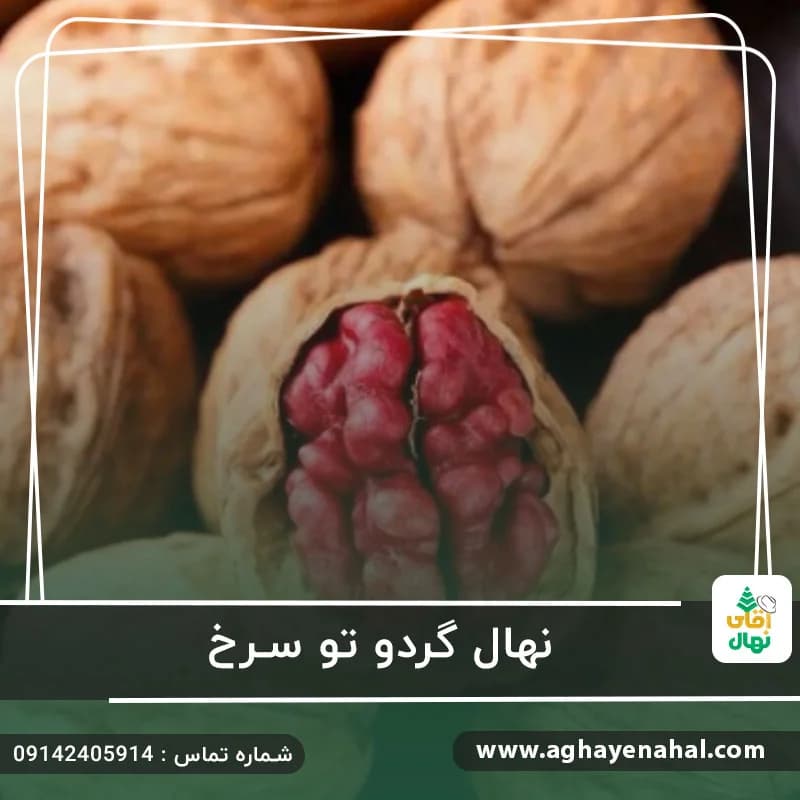 نهال گردو تو سرخ — تصویر ۳