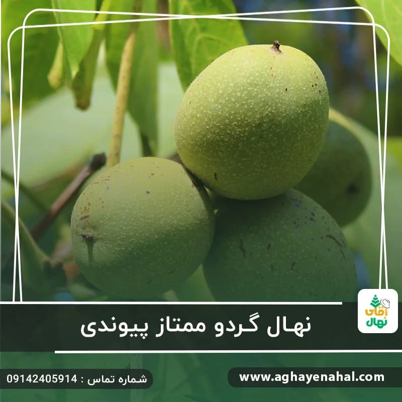 نهال گردو ممتاز پیوندی — تصویر ۳