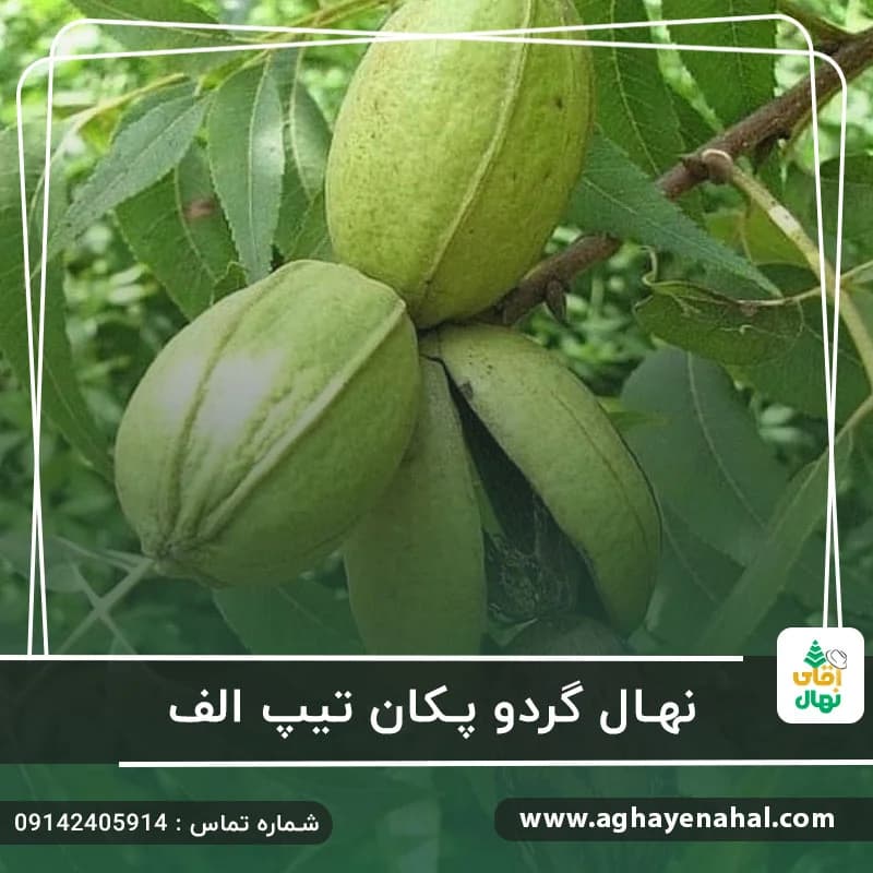 نهال گردو پکان تیپ الف