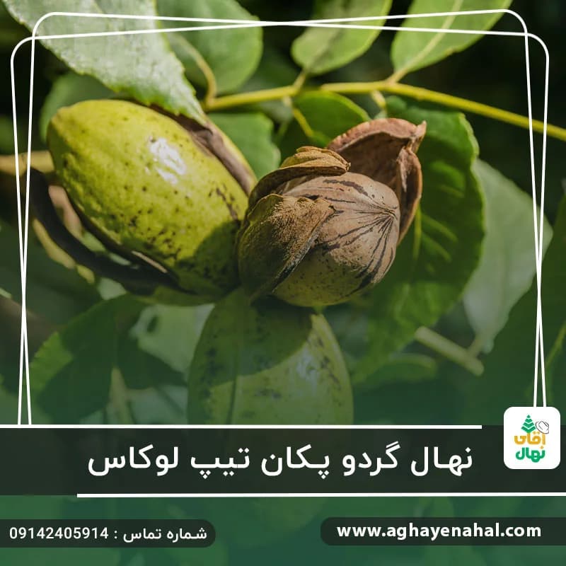 نهال گردو پکان تیپ لوکاس