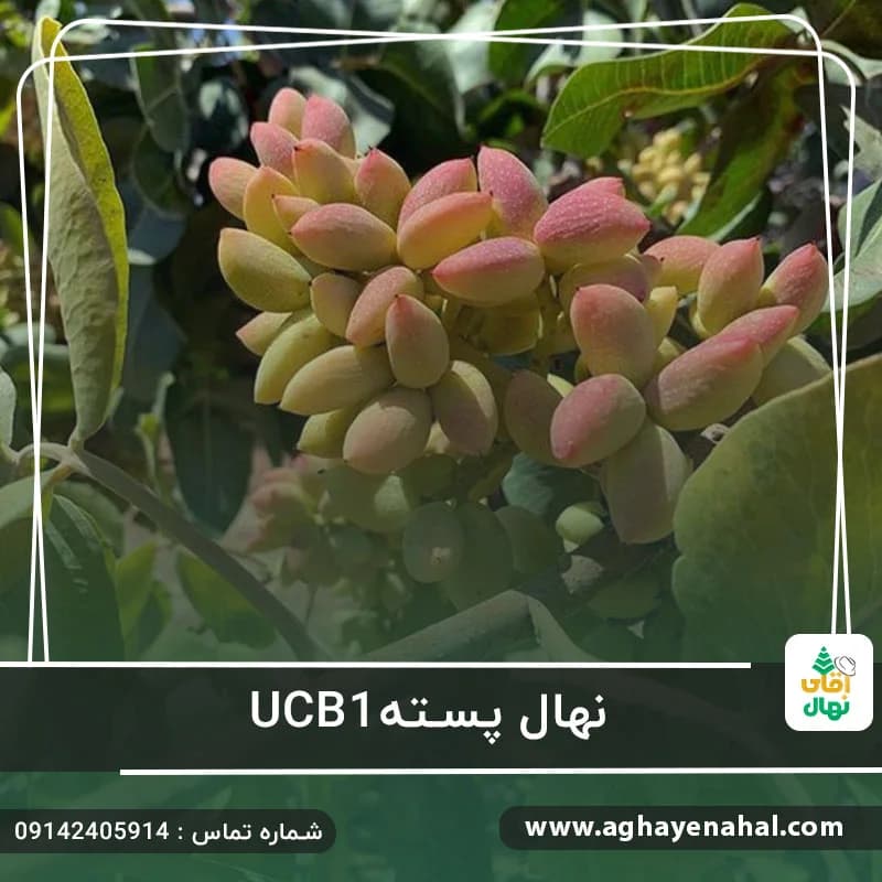 نهال پسته UCB1