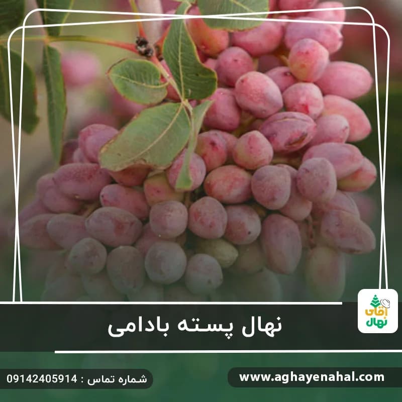 نهال پسته بادامی — تصویر ۳