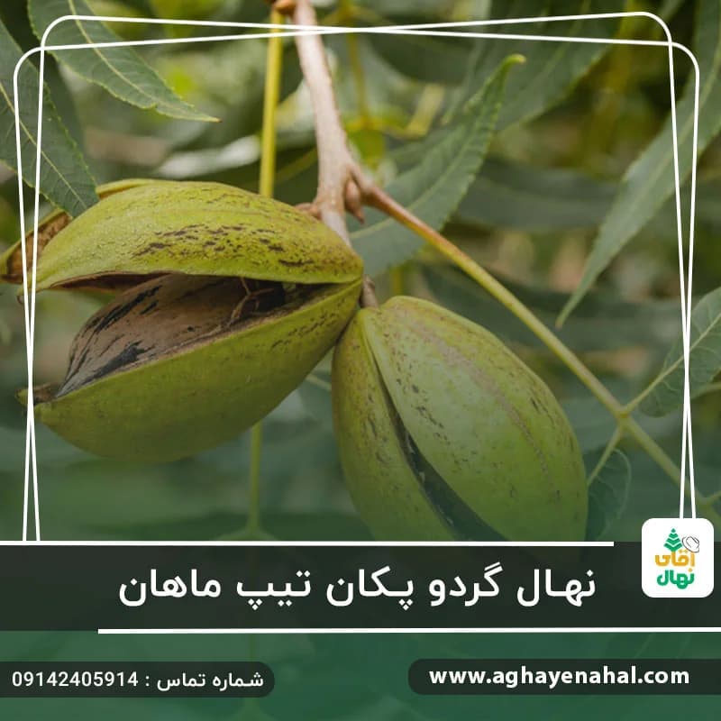 نهال گردو پکان تیپ ماهان
