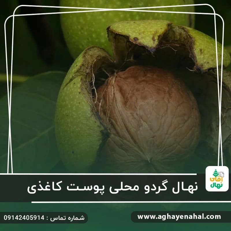 نهال گردو محلی پوست کاغذی — تصویر ۲