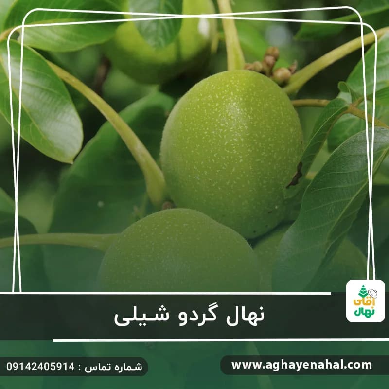 نهال گردو شیلی — تصویر ۶