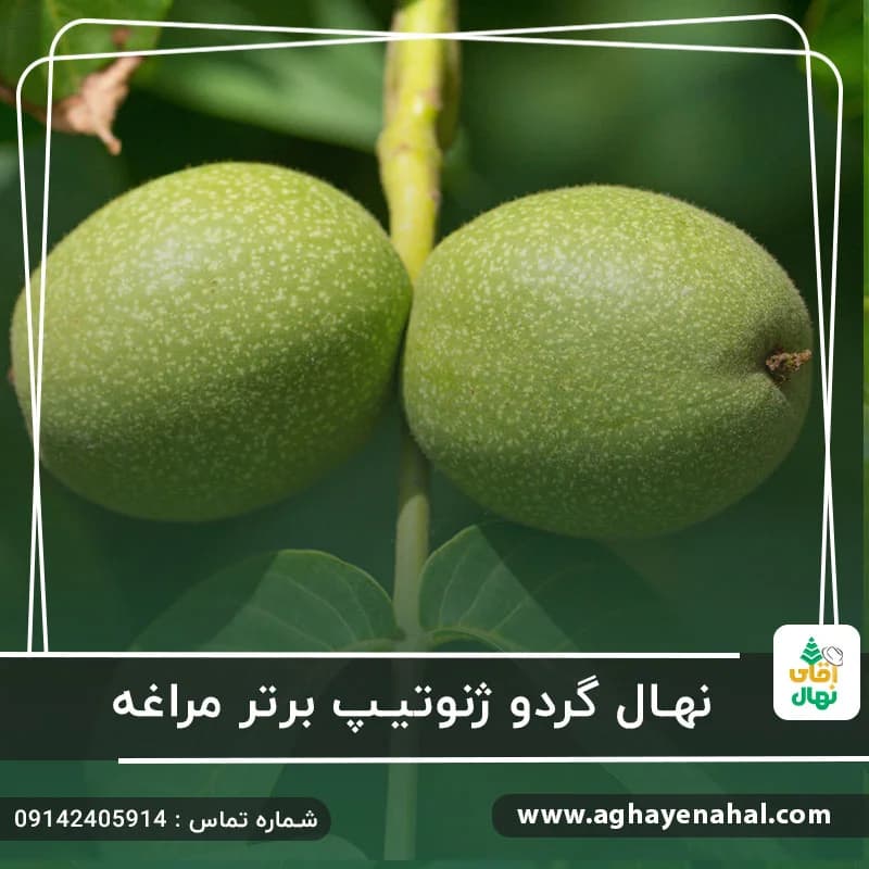 نهال گردو ژنوتیپ برتر مراغه