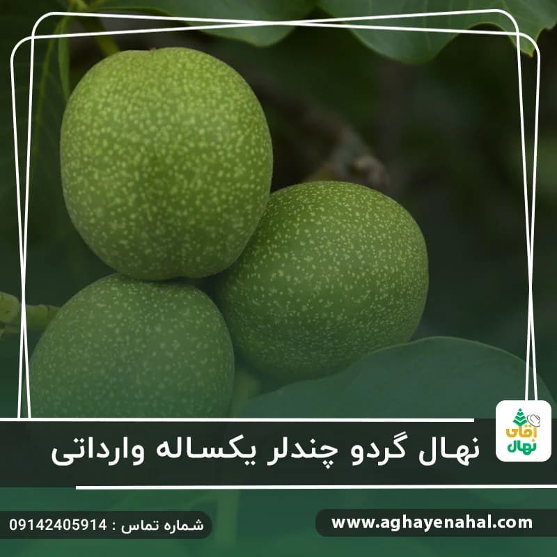نهال گردو چندلر یکساله وارداتی