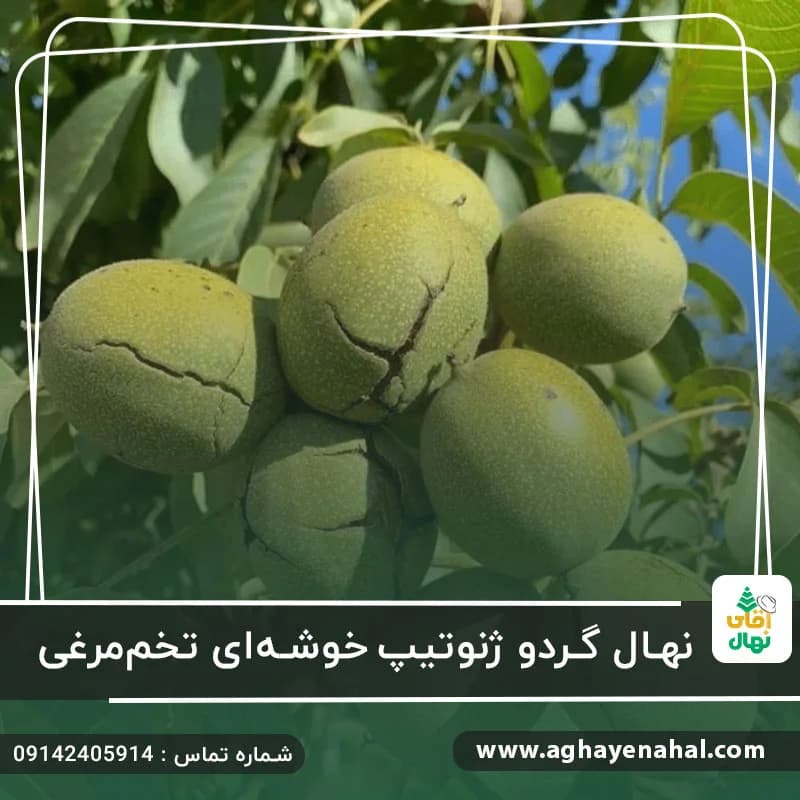 نهال گردو ژنوتیپ خوشه ای تخم مرغی — تصویر ۳