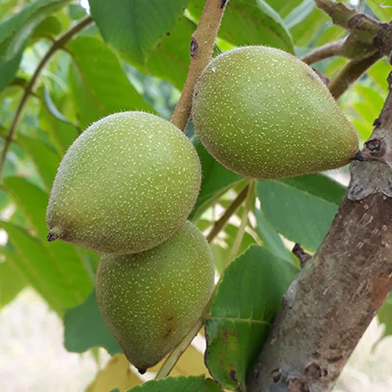 نهال گردو هاروارد — تصویر ۲