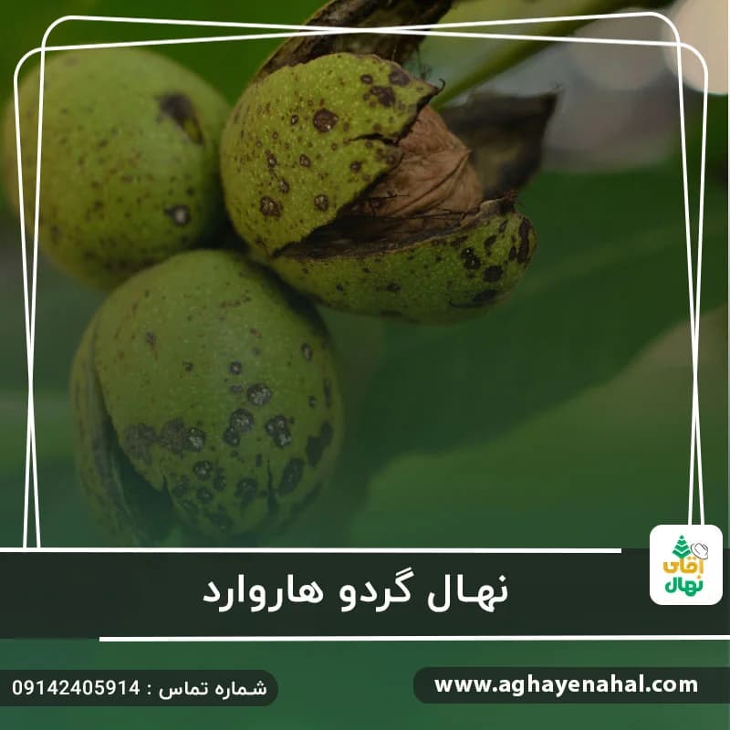 نهال گردو هاروارد