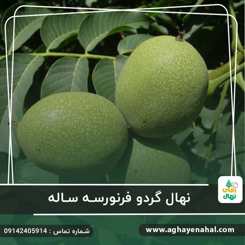 نهال گردو فرنور سه ساله — تصویر ۲