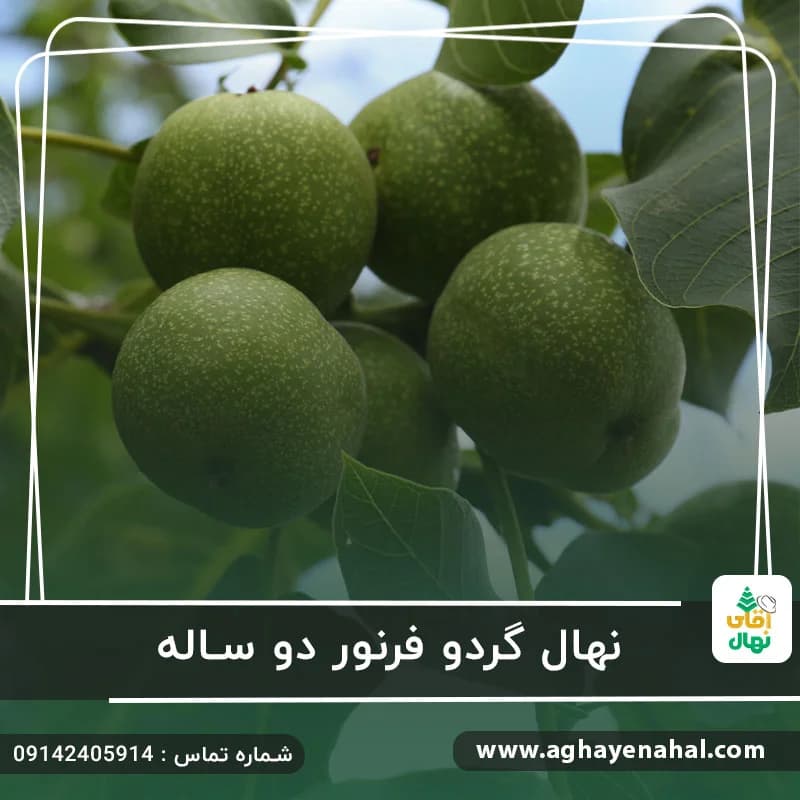 نهال گردو فرنور دو ساله