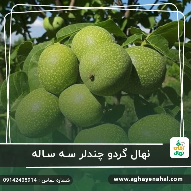 نهال گردو چندلر سه ساله