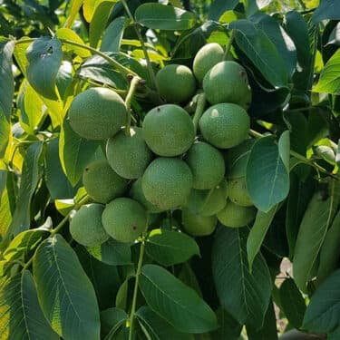 نهال گردو ژنوتیپ 7 — تصویر ۵
