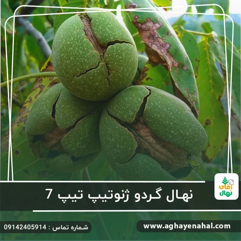 نهال گردو ژنوتیپ 7 — تصویر ۳