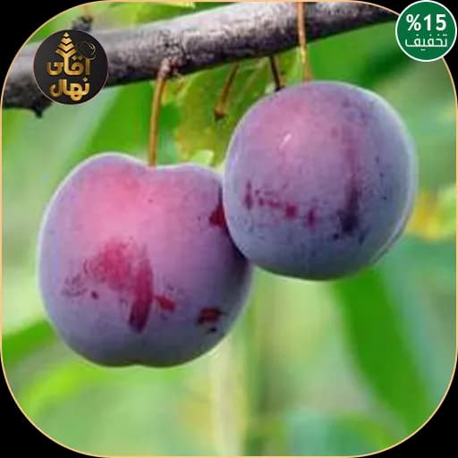 نهال آلو سانتارزا