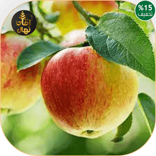 نهال سیب رندرز