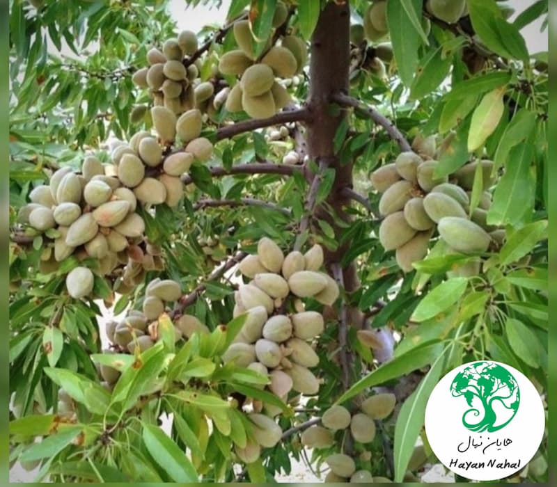 نهال بادام فرانیس — تصویر ۲