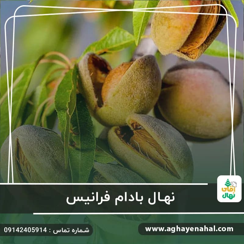 نهال بادام فرانیس