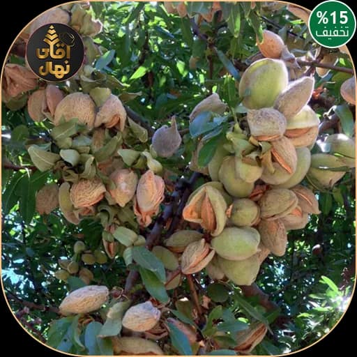 نهال بادام شاهرود12