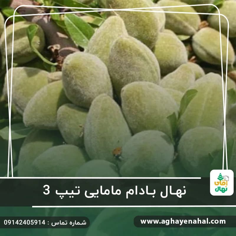 نهال بادام مامایی تیپ 3
