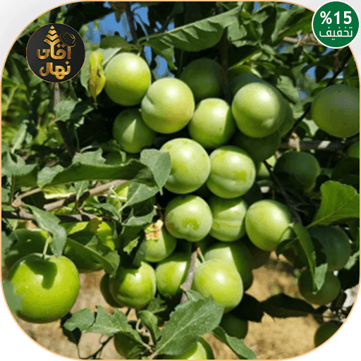 نهال گوجه سبز مراغه ای