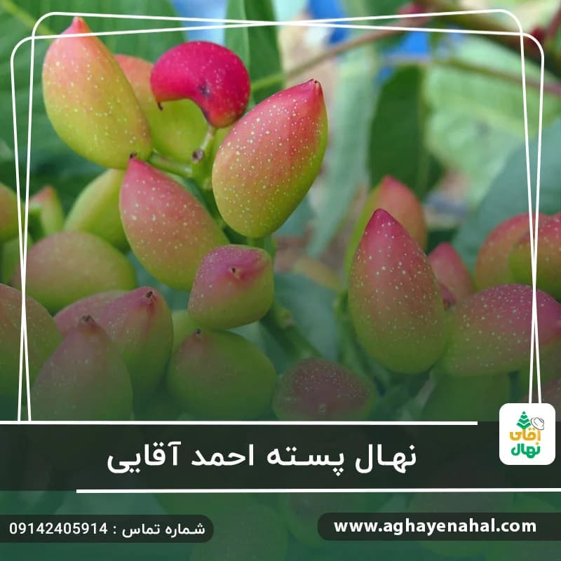 نهال پسته احمد آقایی