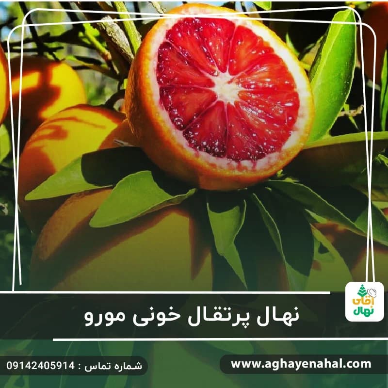 نهال پرتقال خونی مورو