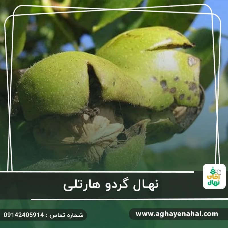 نهال گردو هارتلی — تصویر ۹