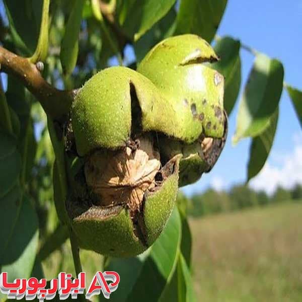 نهال گردو هارتلی — تصویر ۶