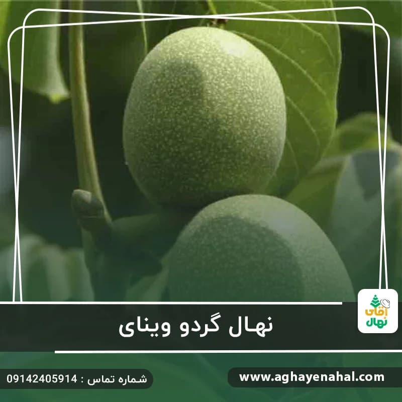 نهال گردو وینای