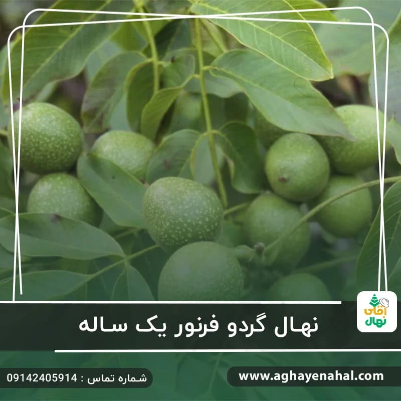 نهال گردو فرنور یک ساله