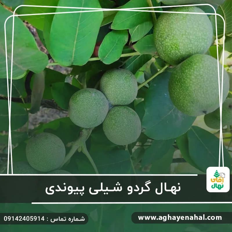 نهال گردو شیلی پیوندی