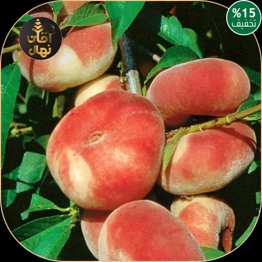 نهال هلو انجیری عسلی