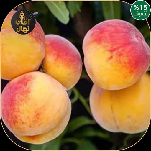 نهال هلو آلبرتا دیررس — تصویر ۲