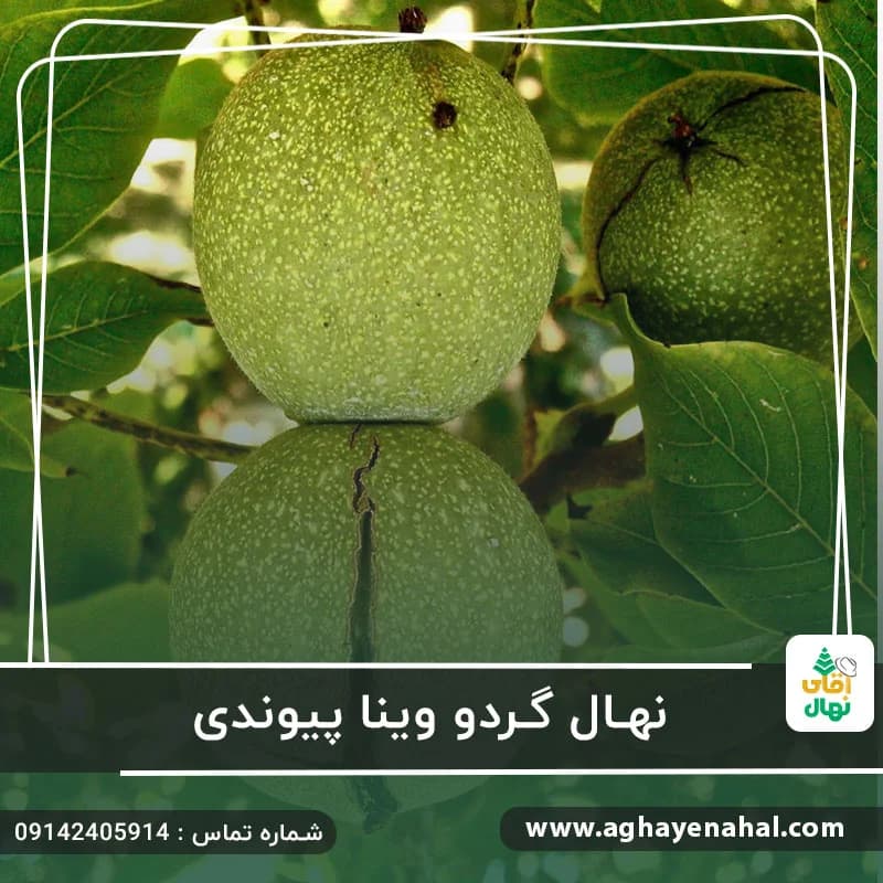 نهال گردو وینا پیوندی — تصویر ۲
