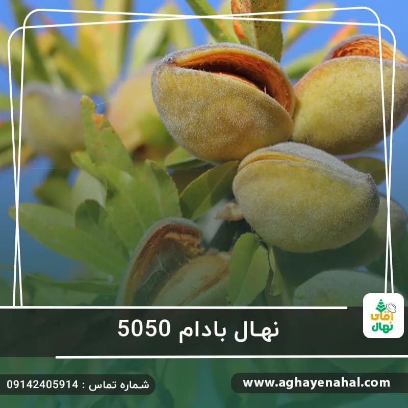 نهال بادام 5050