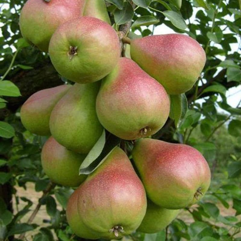 نهال گلابی کوشیا — تصویر ۳