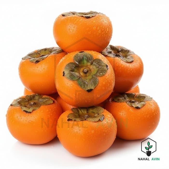 نهال خرمالو ژاپنی — تصویر ۳