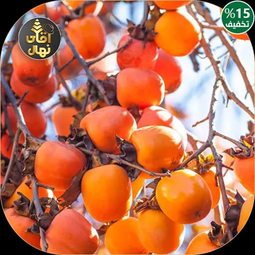 نهال خرمالو ژاپنی
