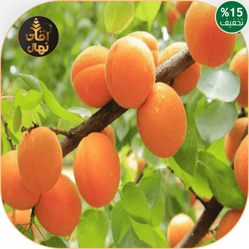 نهال زردآلو جهانگیری — تصویر ۲